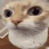 IRLCat_Uhh