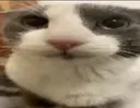 cat_meme