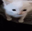 cat_explode