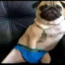 DOGE