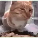 catsideeye