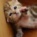 PLEADINGCAT