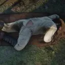 billgyattsleep billgyattsleep