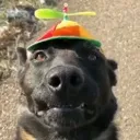 propellerdawg