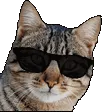 cat_cool