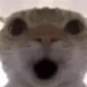 GaspingCat
