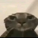 catshower
