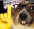 actuallydog