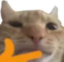 SP_catthink