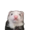 Ferret_wtf