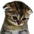 :babykitty:
