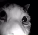 catlurk