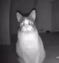 catlurk2