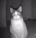 :catlurk2: