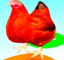 OhioChicken