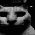 CatDespair