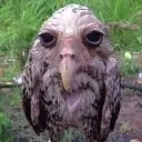 sadowl sadowl