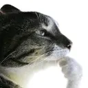 catthink