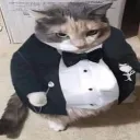 sexycat