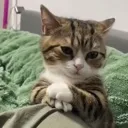 cat_diva