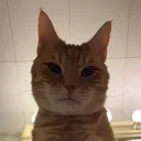 Max_Judge