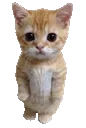 ELGATOSTARE