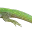 3OwO