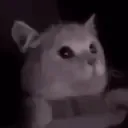 PS_CatFlashbang