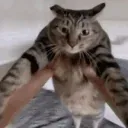 PS_CatSpin