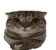 Cate