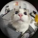 shinocat
