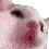 jah