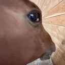 33805sus Discord sticker from Real Eyes Realize Real Lies