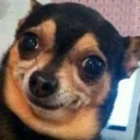 dogwtf
