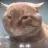 snackstare