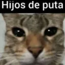 gato