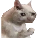 sadcat