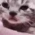 CatCry