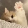 Wave