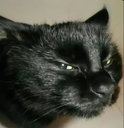a_catStare Discord emoji