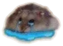 Collisad