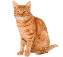OrangeCat Discord emoji