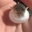 Puffer