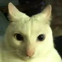 flopper