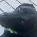 Wsp_dog