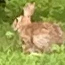 hare_of_hair
