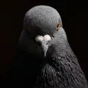 pigeonstare