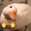 shyduck shyduck