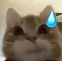 cat_nervous