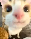 uii